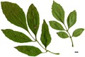 SpeciesSub: var. toumeyi SpeciesSub: var. toumeyi